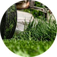 Grass Clippings